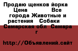 Продаю щенков йорка › Цена ­ 10 000 - Все города Животные и растения » Собаки   . Самарская обл.,Самара г.